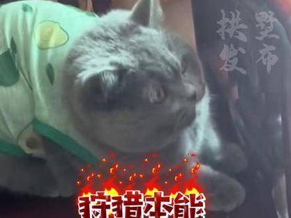 2025新澳正版免費(fèi)掛牌和熊闖入家中上桌偷吃與熊闖入家中上桌偷吃食物