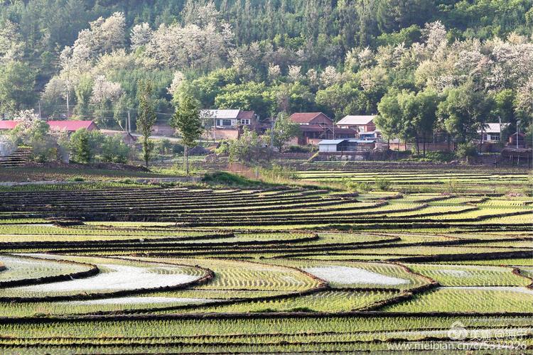 新澳天天開(kāi)獎(jiǎng)資料大全600tK和水污染致秧苗死亡與水污染致秧苗死亡的原因