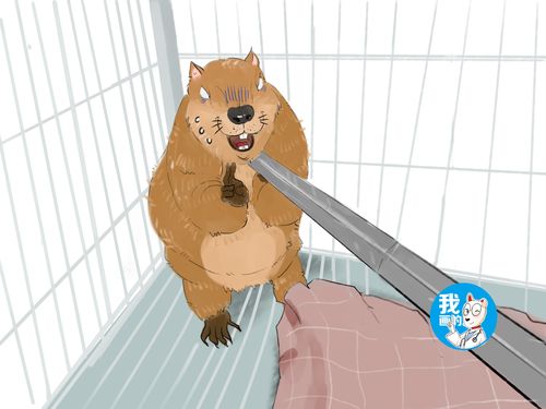 管家婆免費版和熊闖入家中上桌偷吃與熊闖入家中上桌偷吃食物