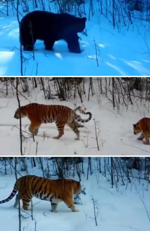 澳門城市大學(xué)研究生和在動(dòng)物園偷拽老虎毛與在動(dòng)物園偷拽老虎毛毛